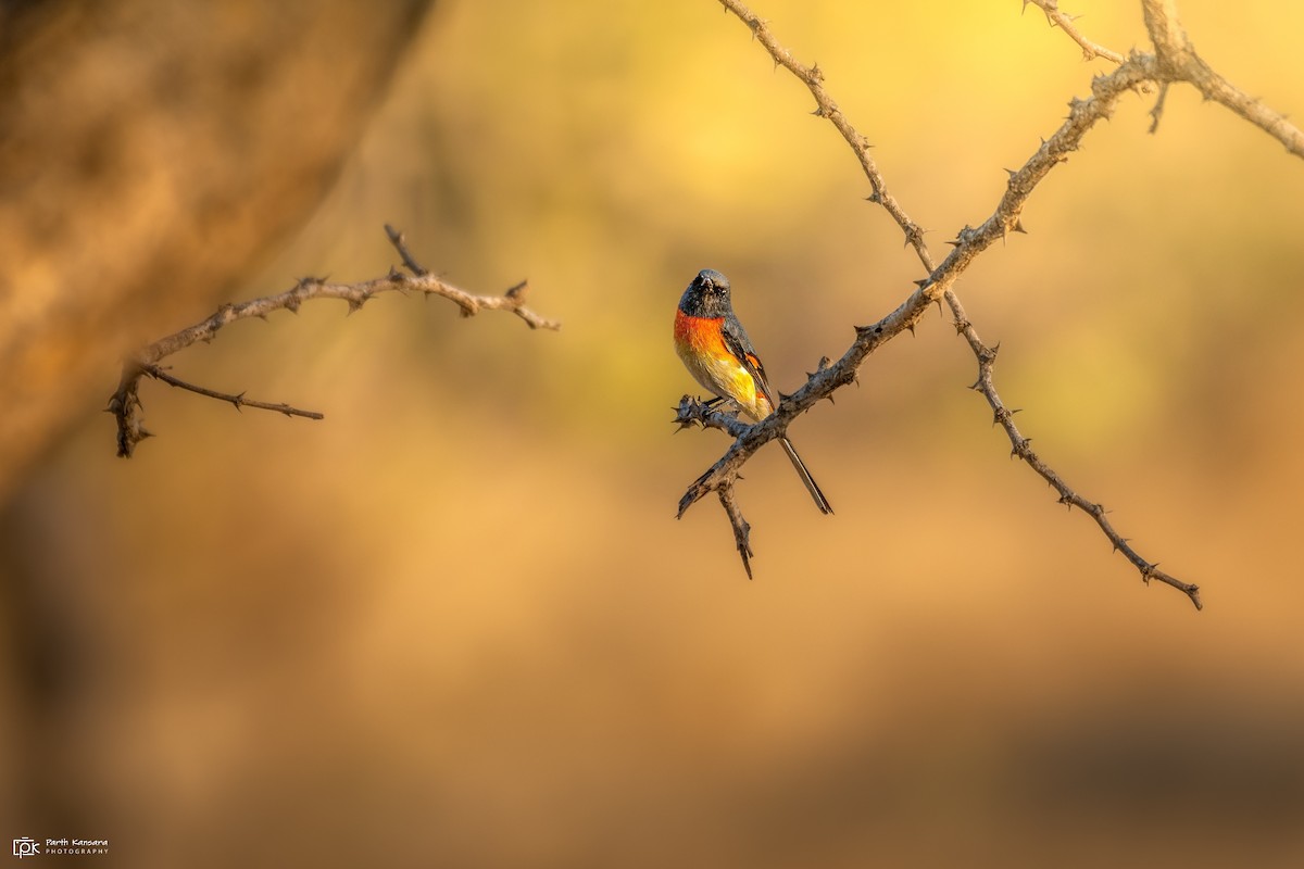 Small Minivet - ML472312391