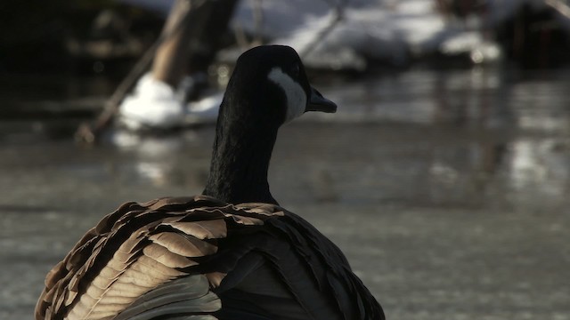 Canada Goose - ML472313