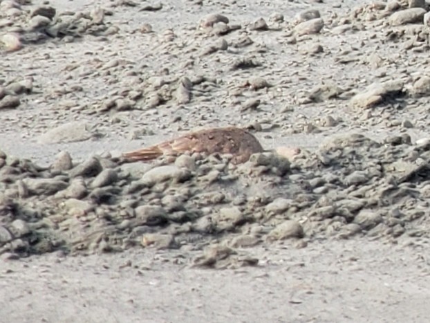 Hudsonian Godwit - ML472313181