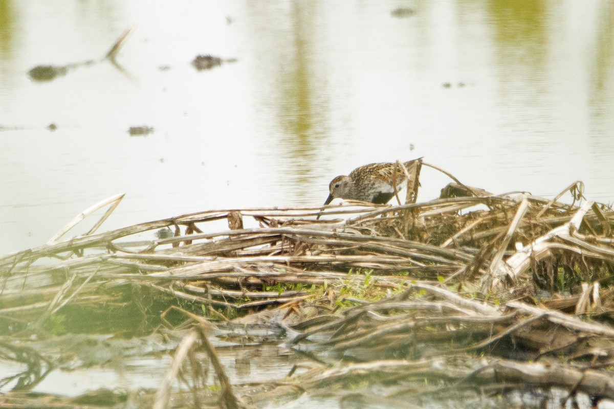 Dunlin - Letty Roedolf Groenenboom