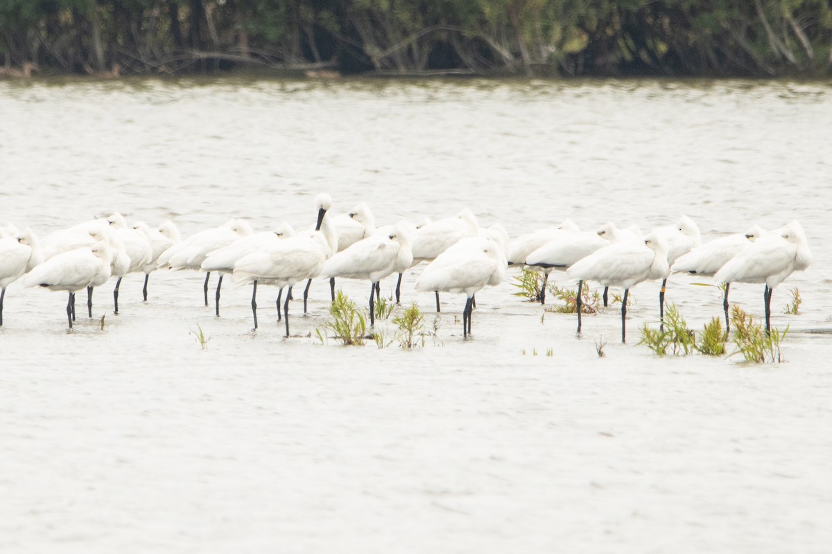 Eurasian Spoonbill - ML472313951
