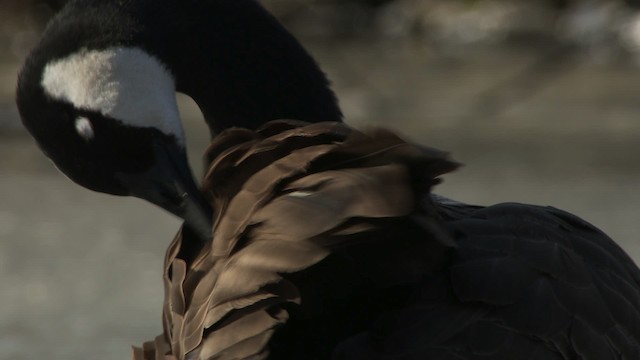 Canada Goose - ML472314