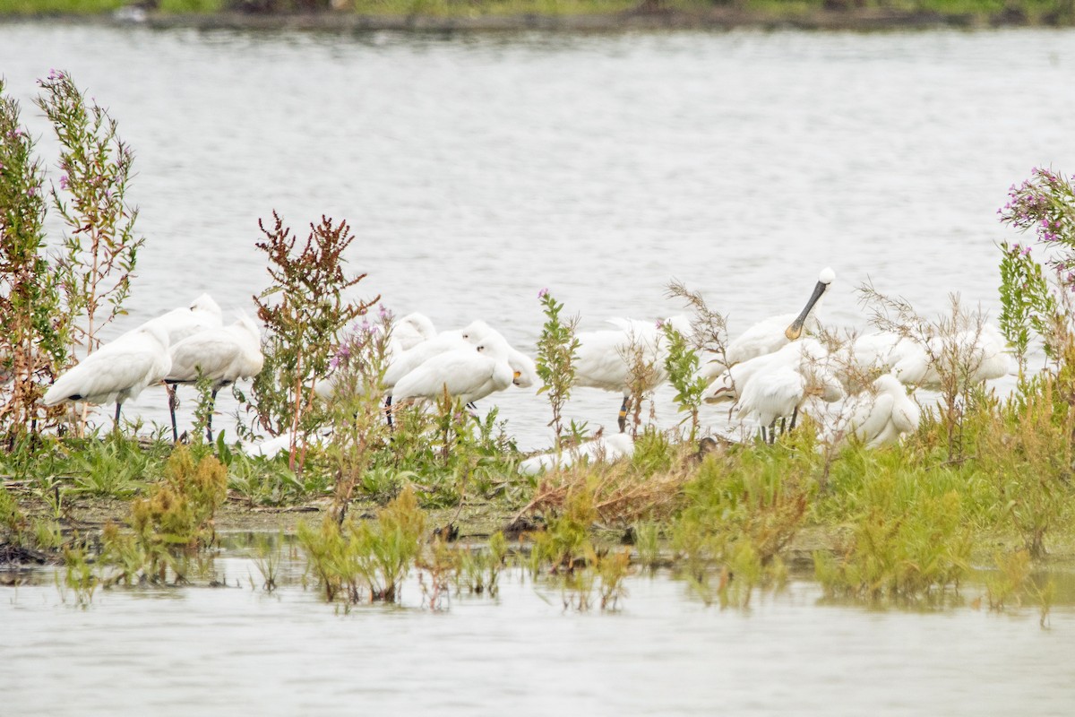 Eurasian Spoonbill - ML472314171