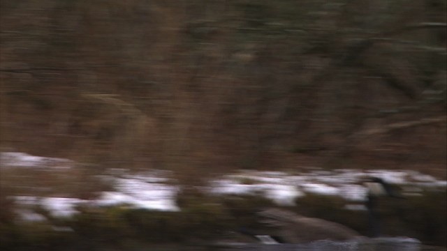 Canada Goose - ML472315