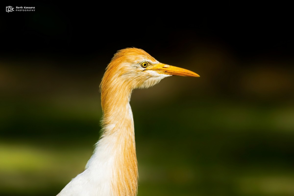 Eastern Cattle Egret - Parth Kansara