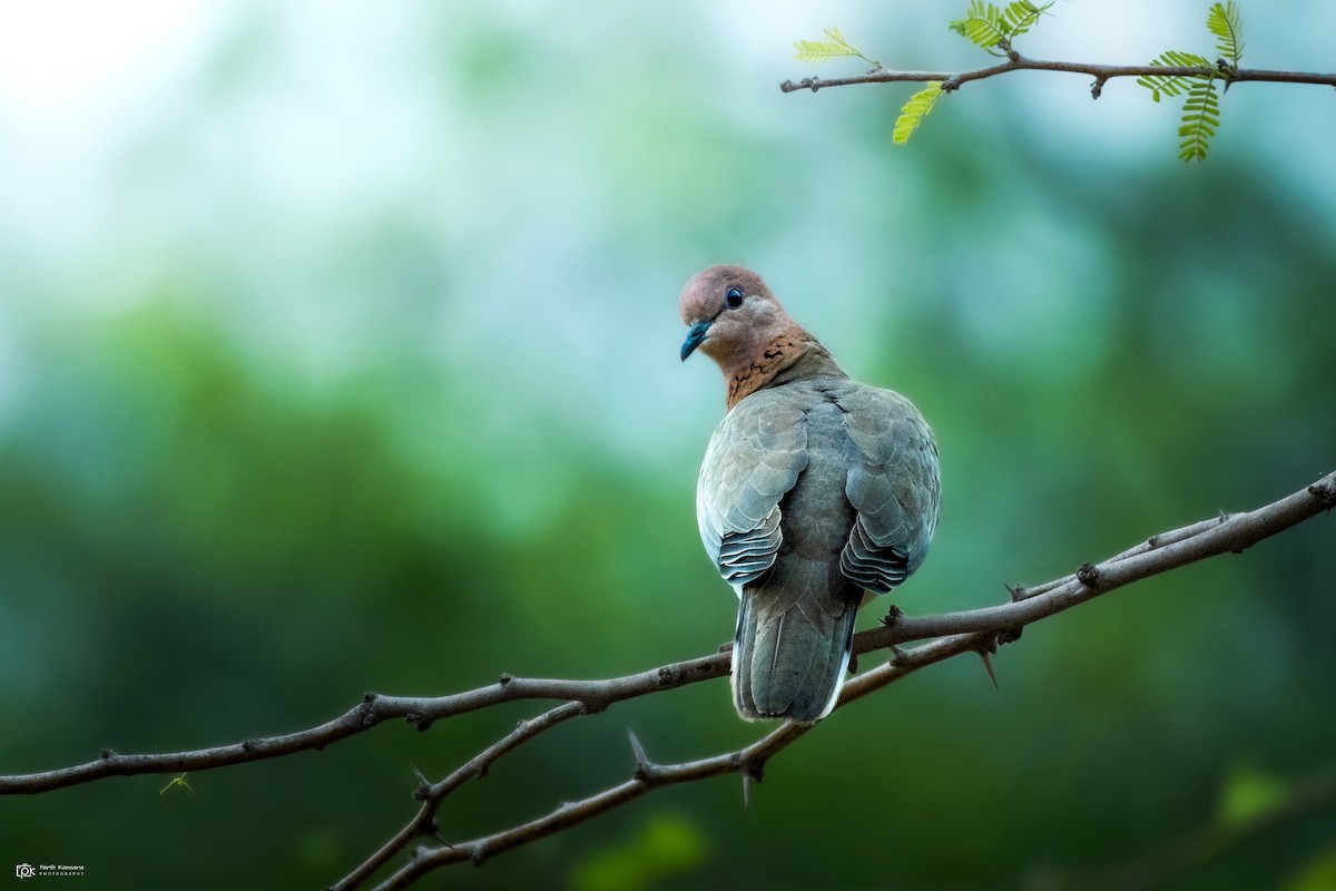 Laughing Dove - Parth Kansara