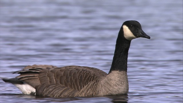 Canada Goose - ML472316