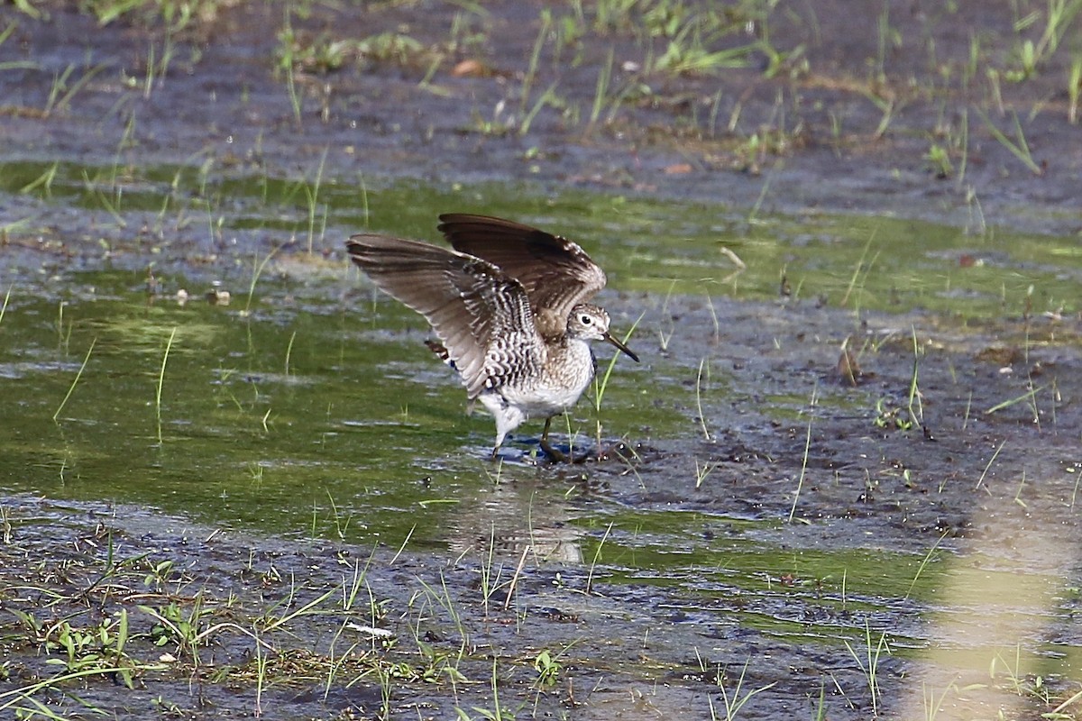 Solitary Sandpiper - Alec Crawford