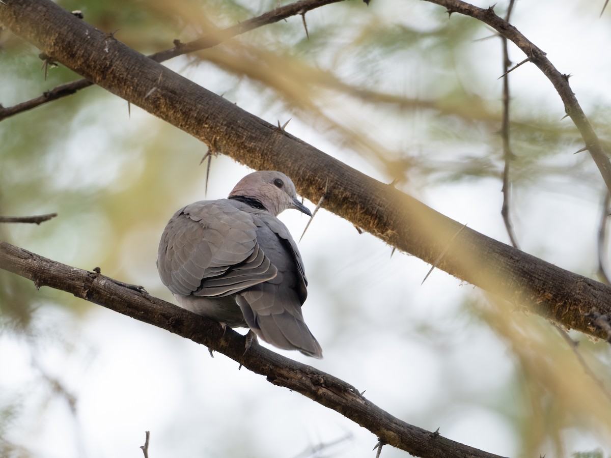 Ring-necked Dove - ML472316261