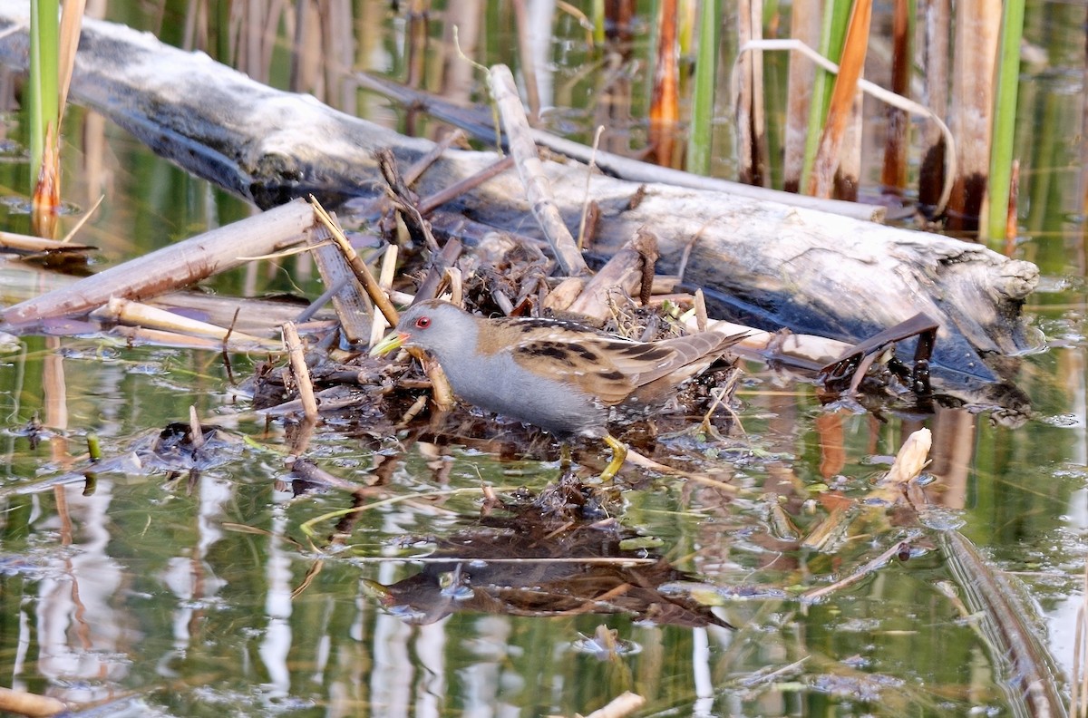 Little Crake - Greg Baker