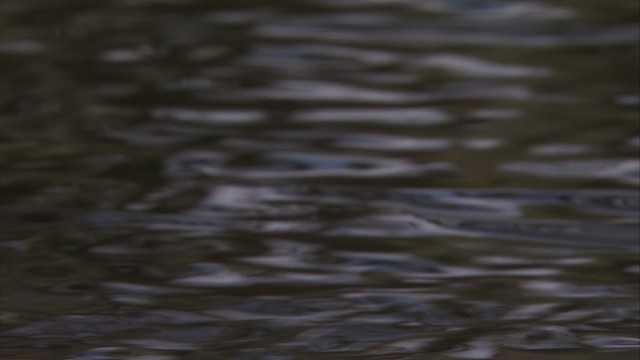 Canada Goose - ML472317