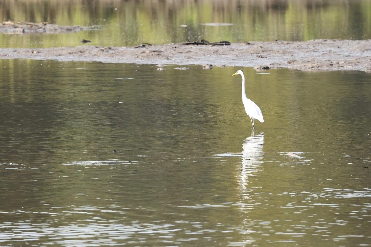 Great Egret - ML472317021