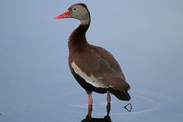 Black-bellied Whistling-Duck - Jeffrey Offermann