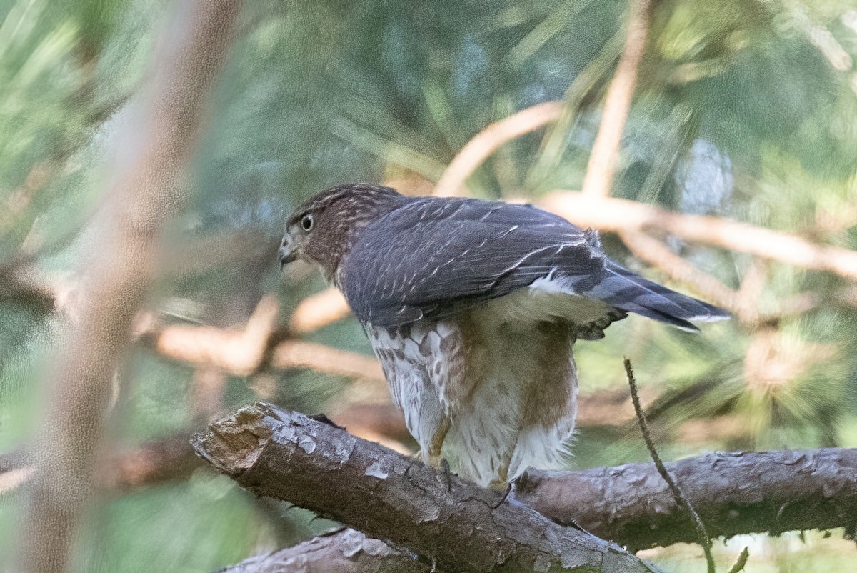 Cooper's Hawk - ML472317921