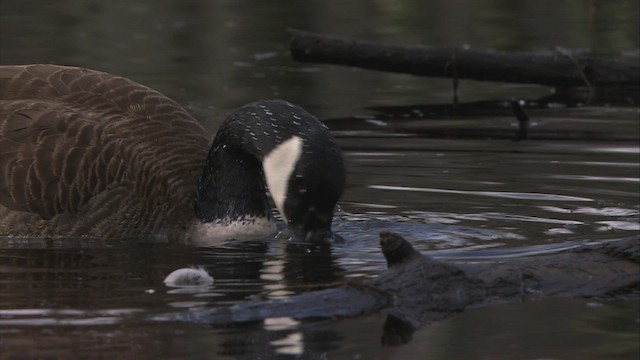 Canada Goose - ML472318
