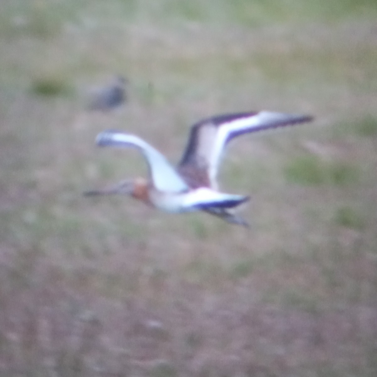 Black-tailed Godwit - ML472318031