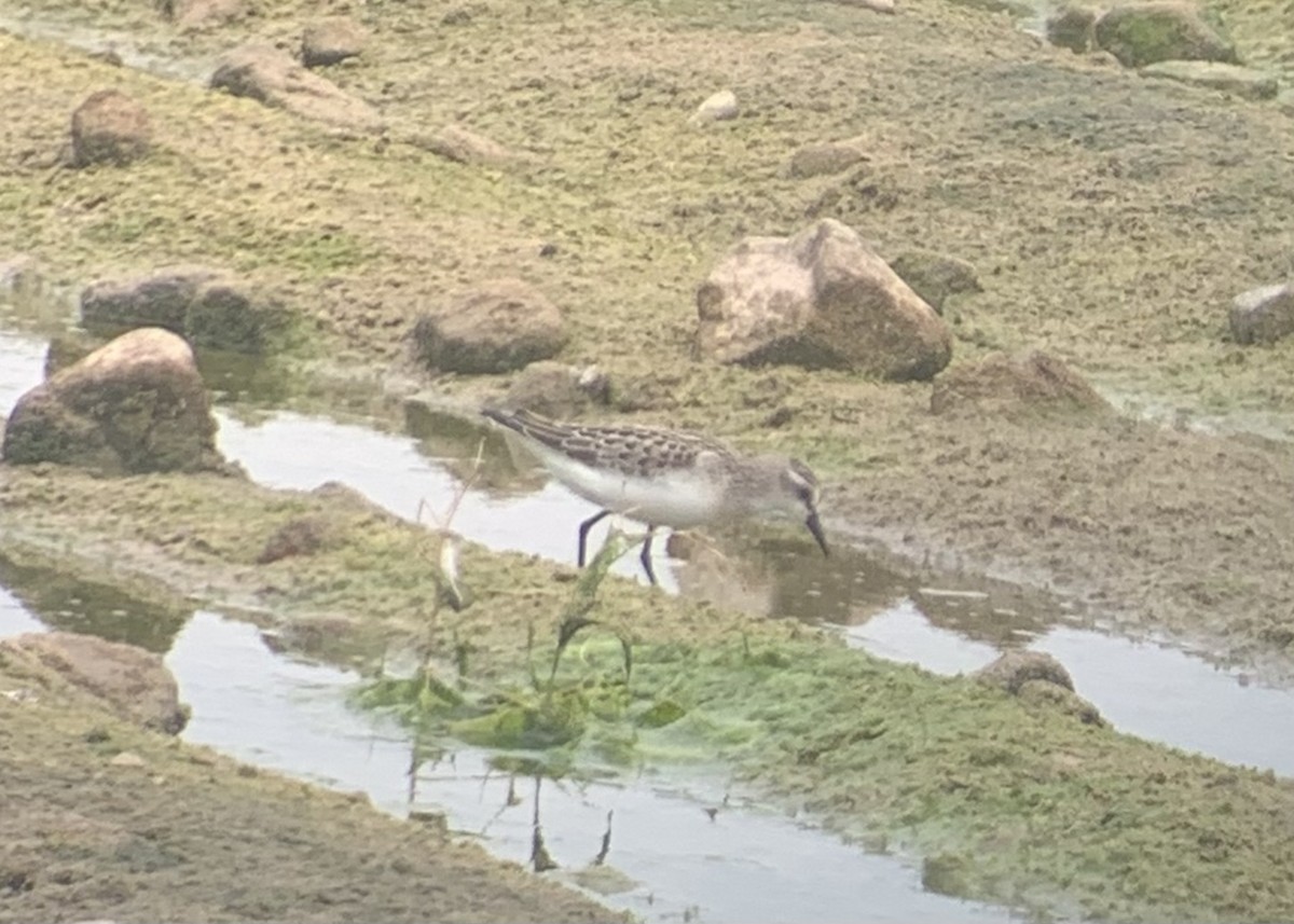 Semipalmated Sandpiper - Jake Thompson