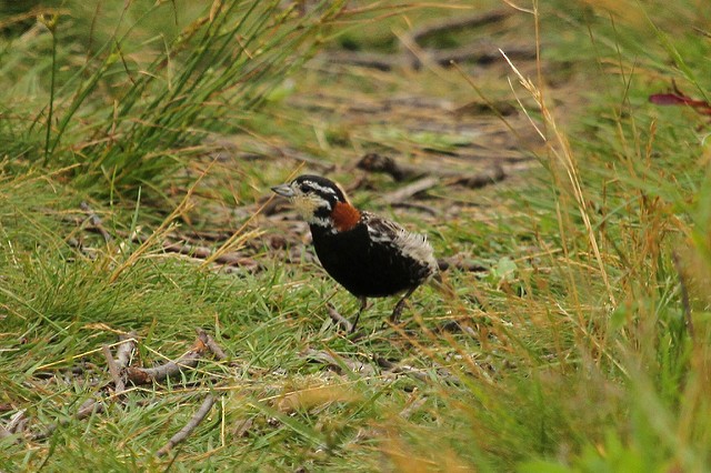 Chestnut-collared Longspur - ML47231891