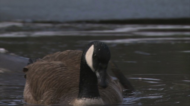 Canada Goose - ML472319