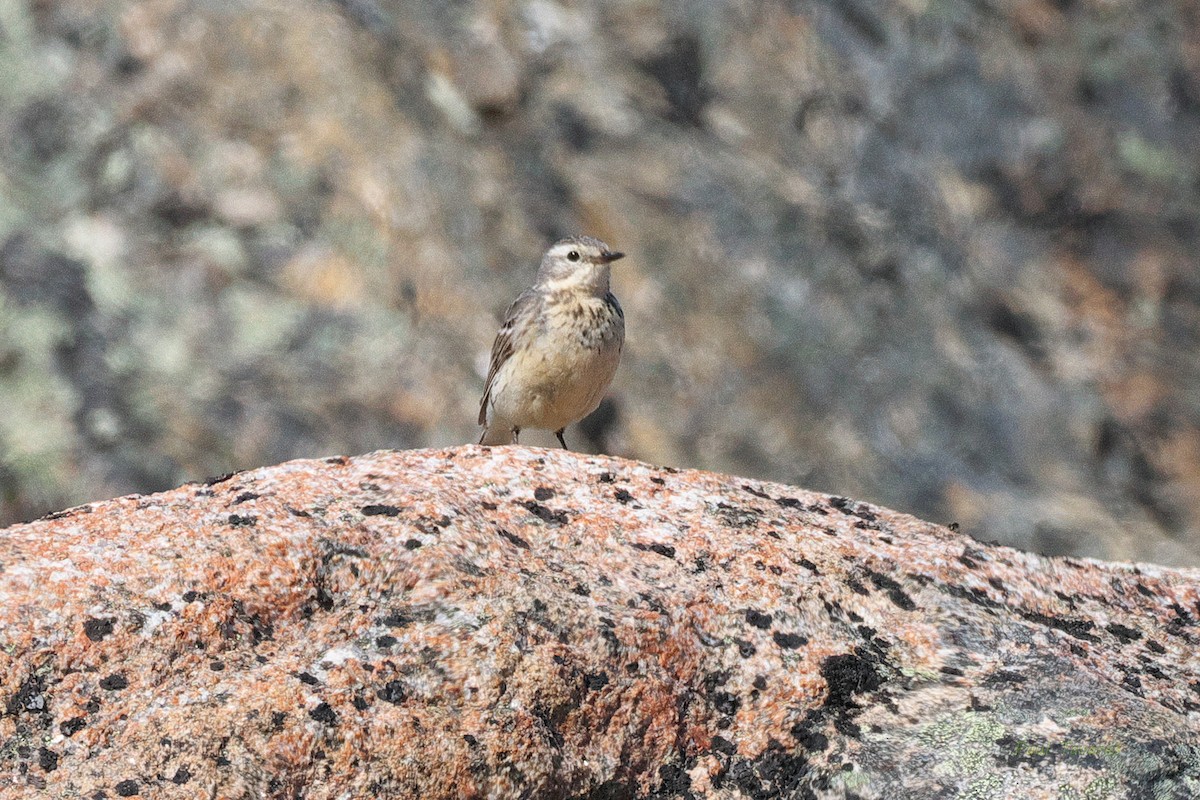 Bisbita Pechianteado - ML472319161