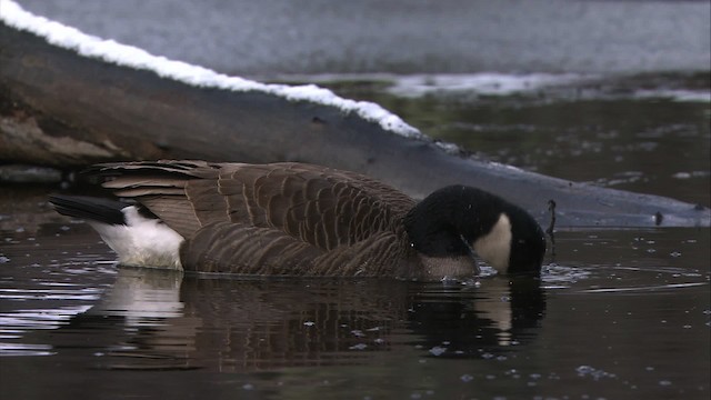 Canada Goose - ML472320