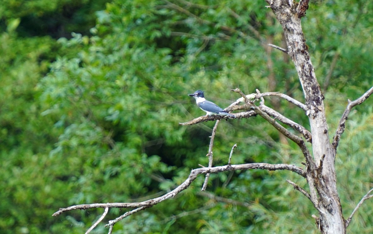 Belted Kingfisher - ML472320801