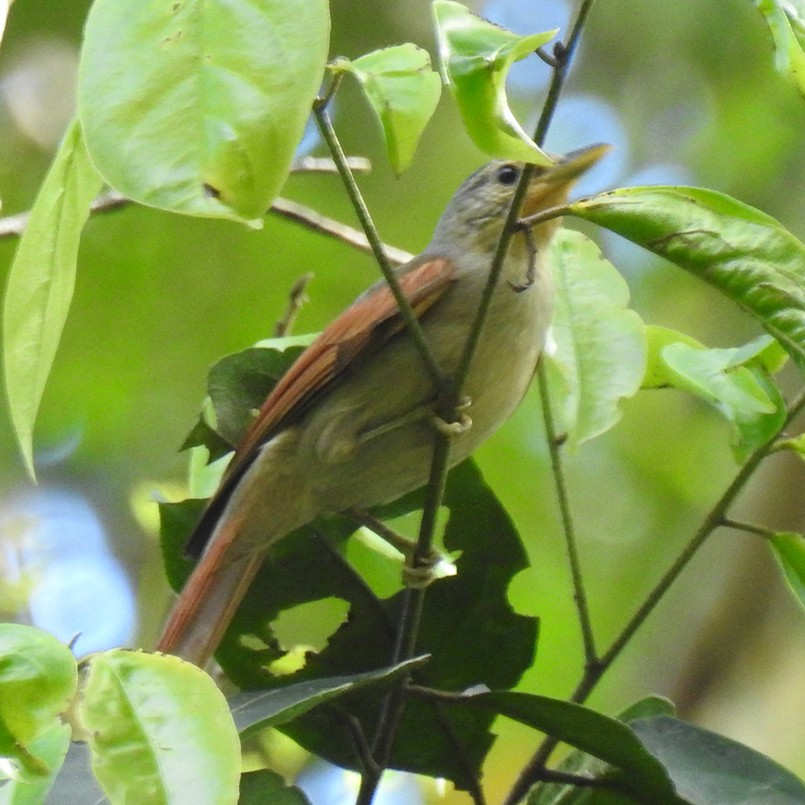 Chestnut-winged Foliage-gleaner - ML472321191