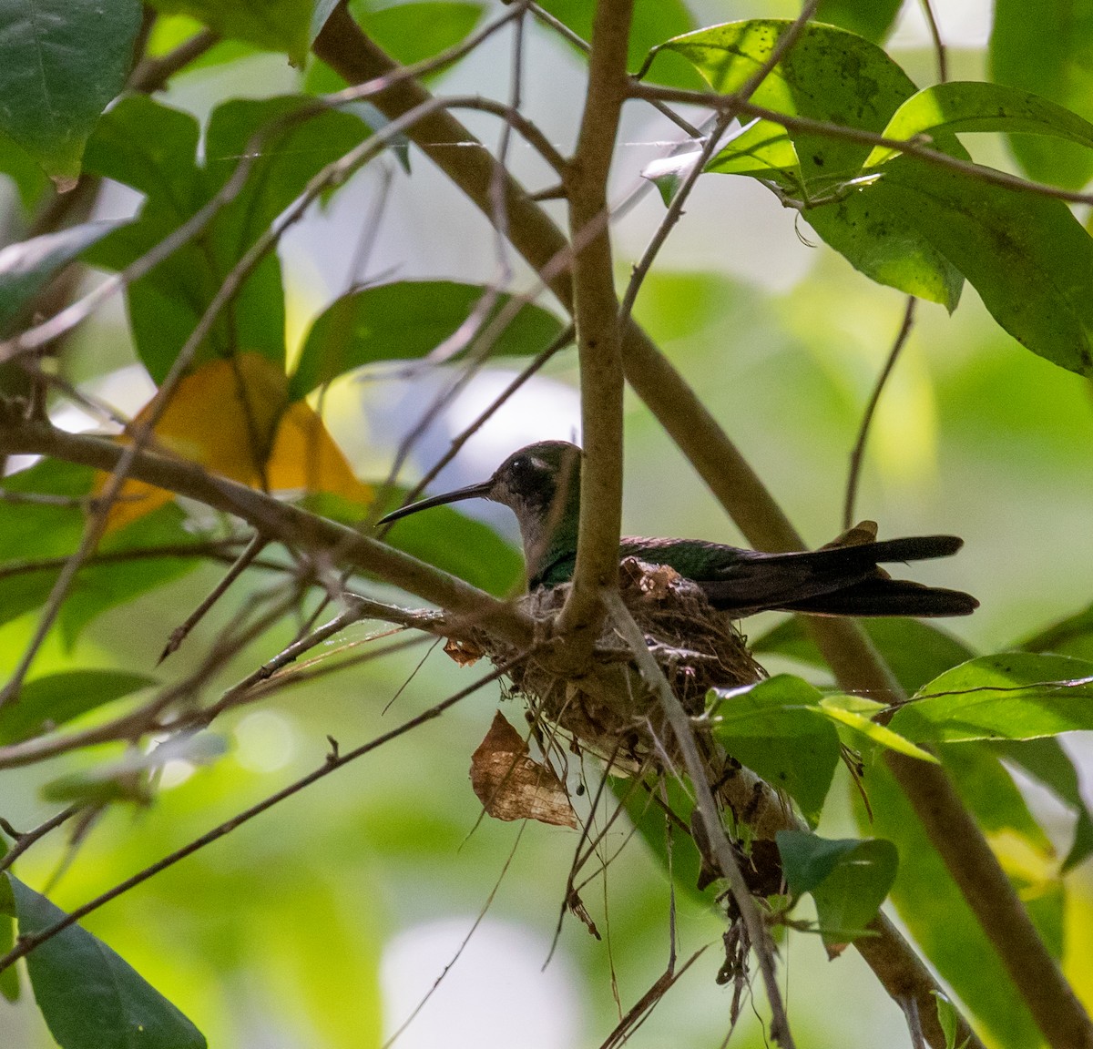 kolibřík kubánský - ML472321491