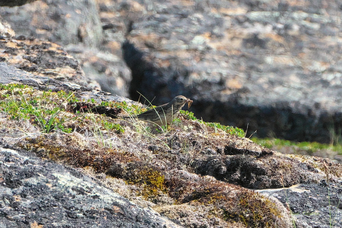 American Pipit - ML472321501