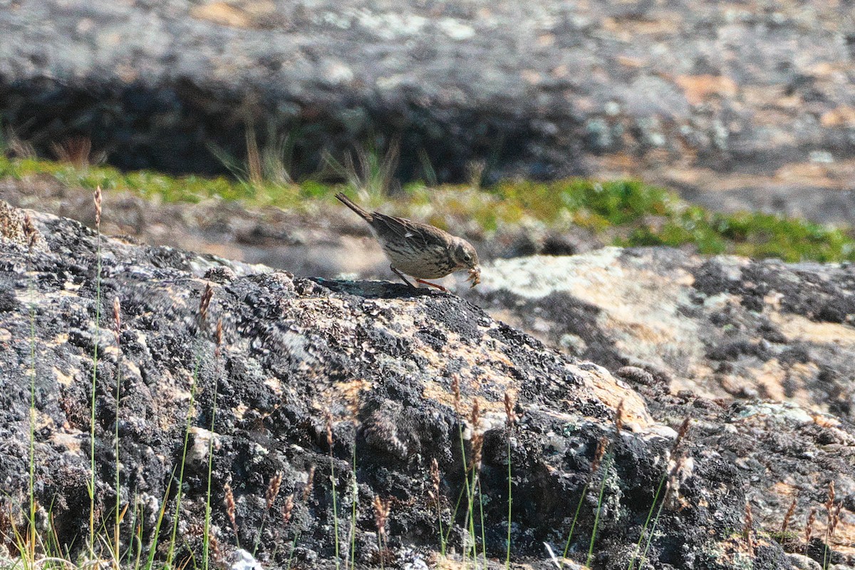 American Pipit - ML472321511