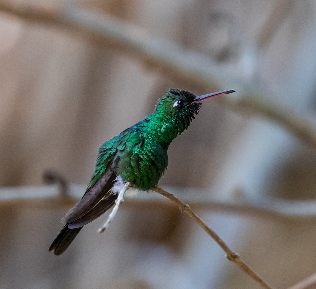 kolibřík kubánský - ML472321521