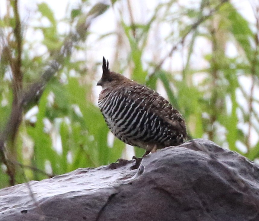 Banded Quail - ML472321911