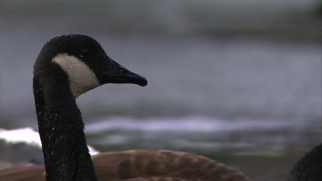 Canada Goose - ML472322