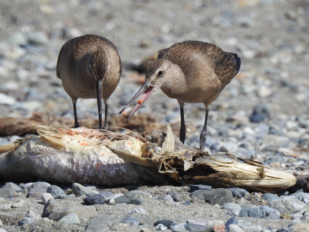 Hudsonian Godwit - ML472322501