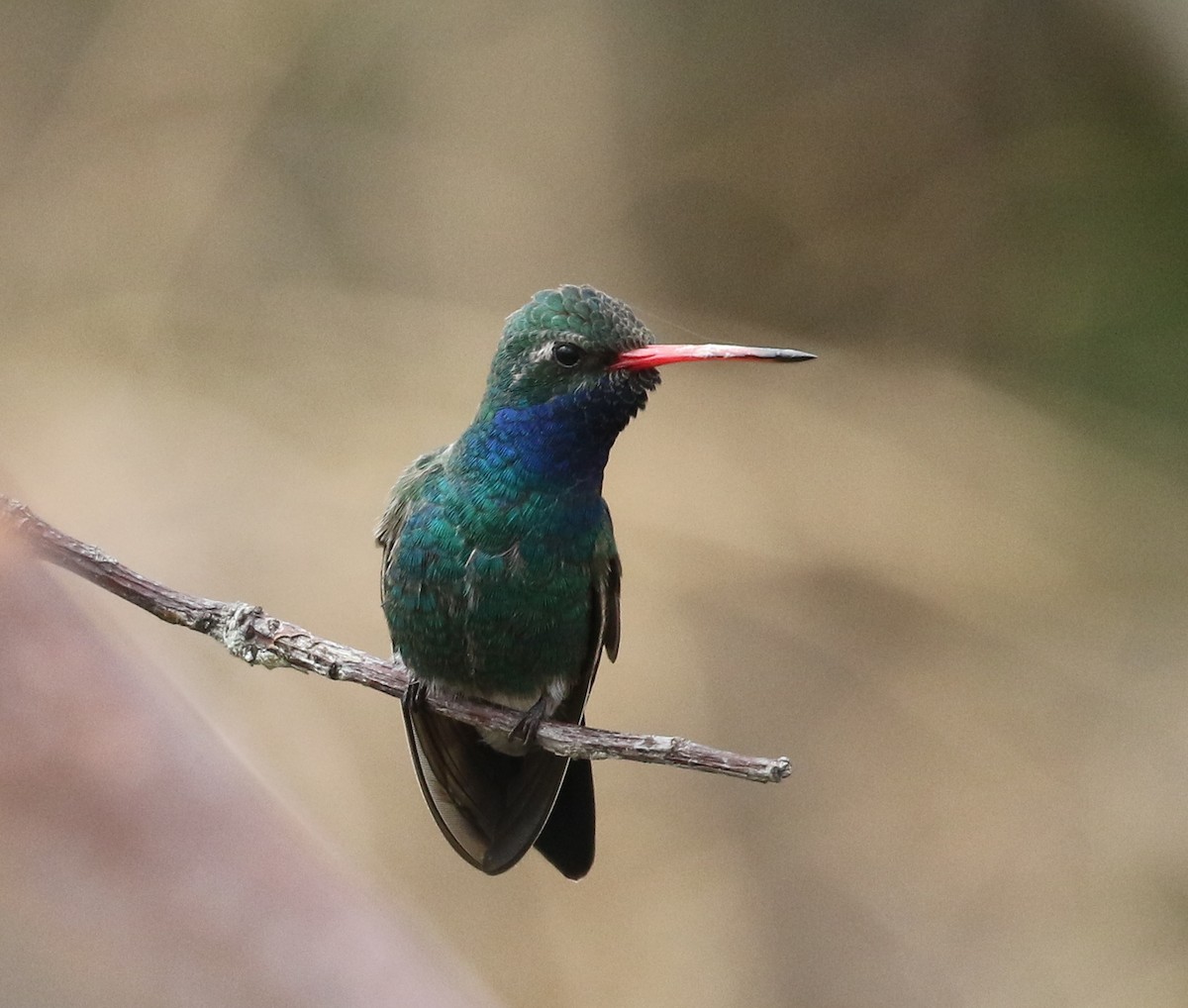 Broad-billed Hummingbird - Steve Parrish