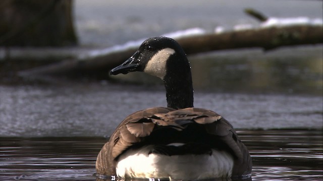 Canada Goose - ML472323