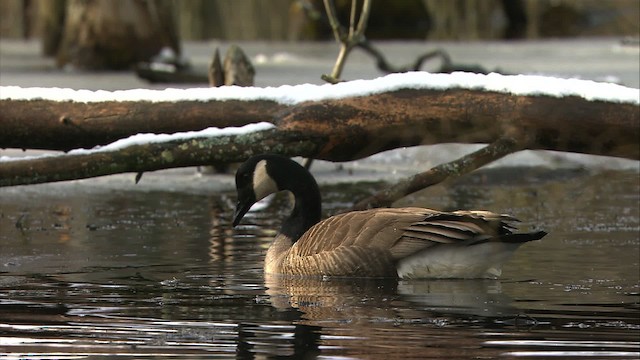 Canada Goose - ML472324