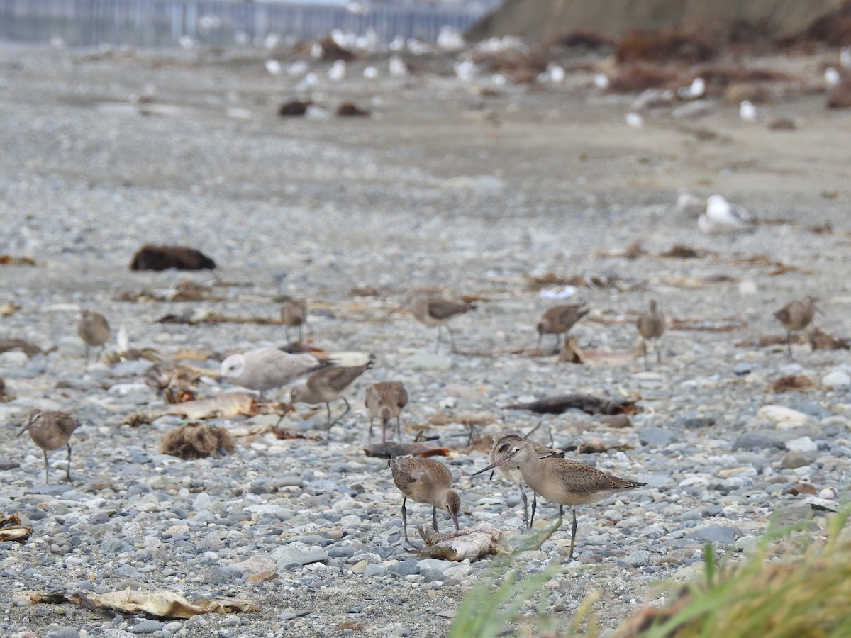 Hudsonian Godwit - ML472325031