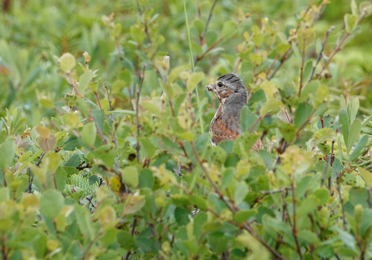 Fox Sparrow - ML472327721