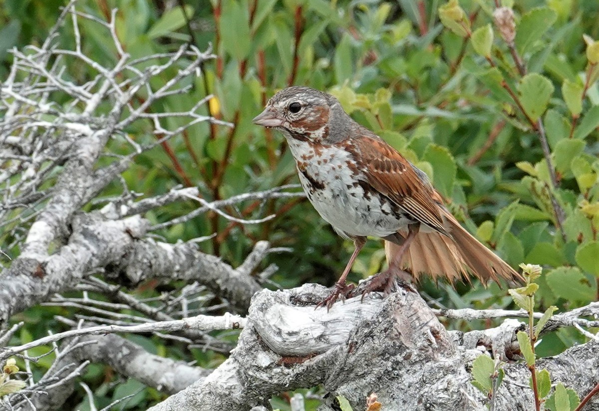 Fox Sparrow - ML472328331
