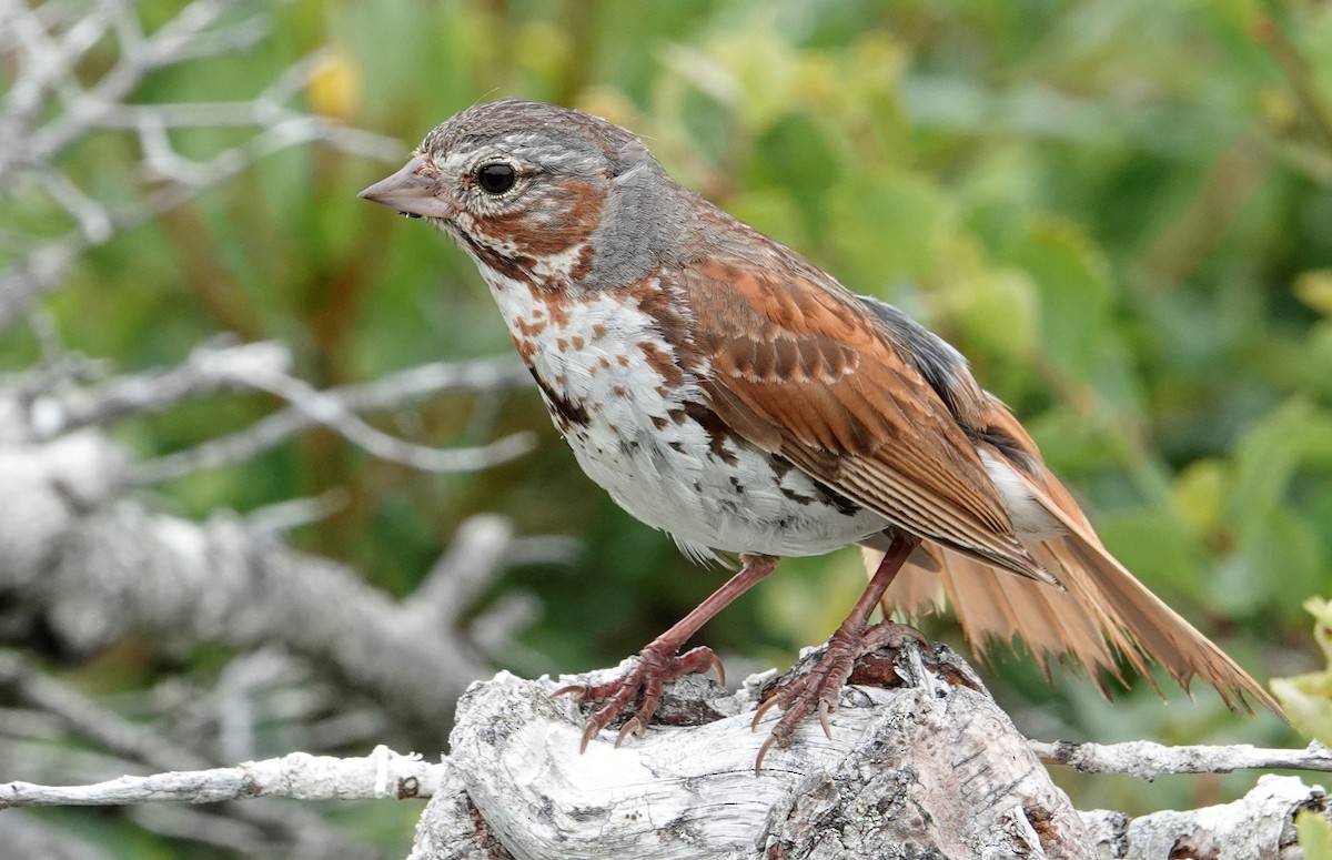 Fox Sparrow - ML472328481