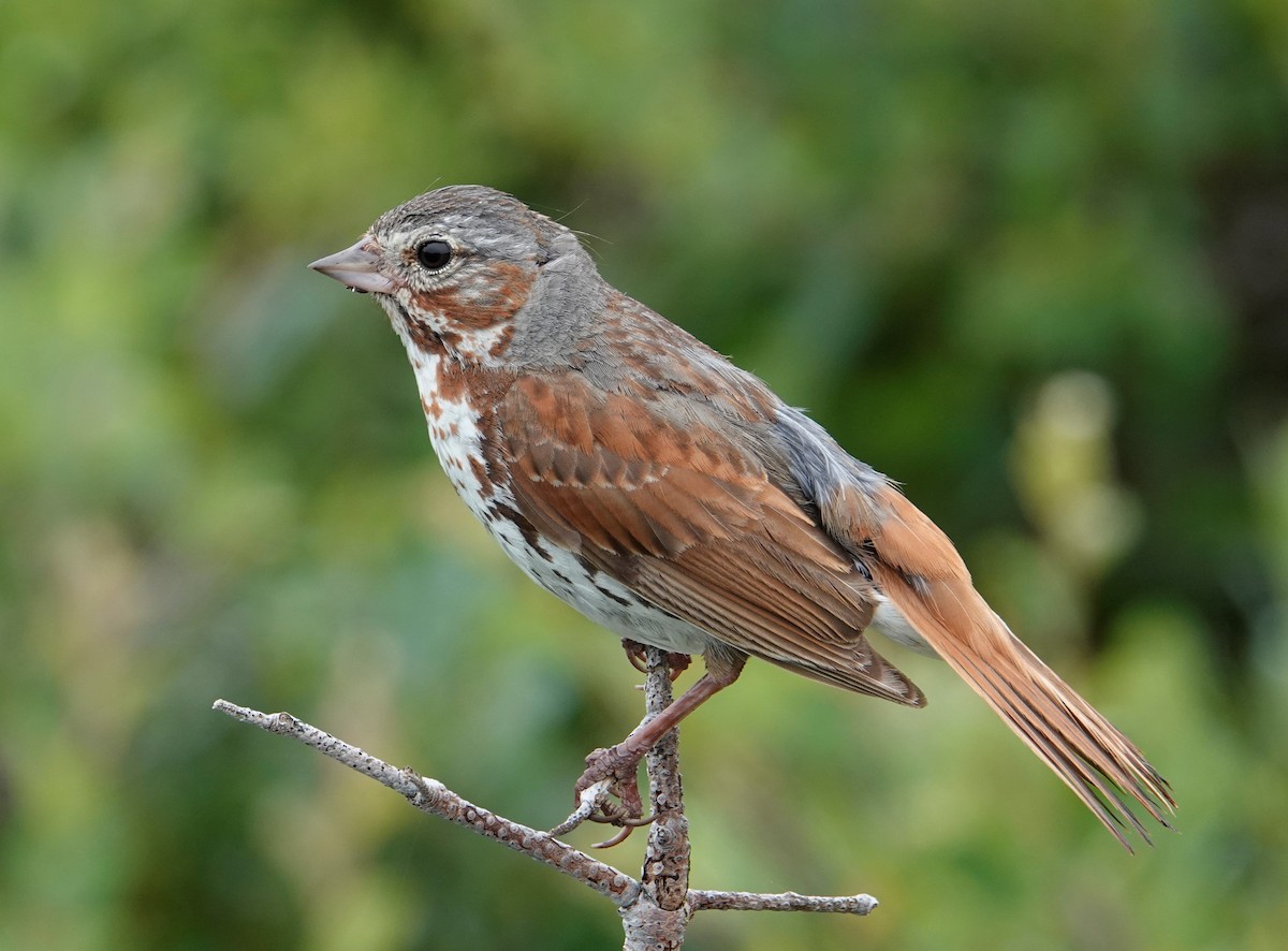 Fox Sparrow - ML472328861