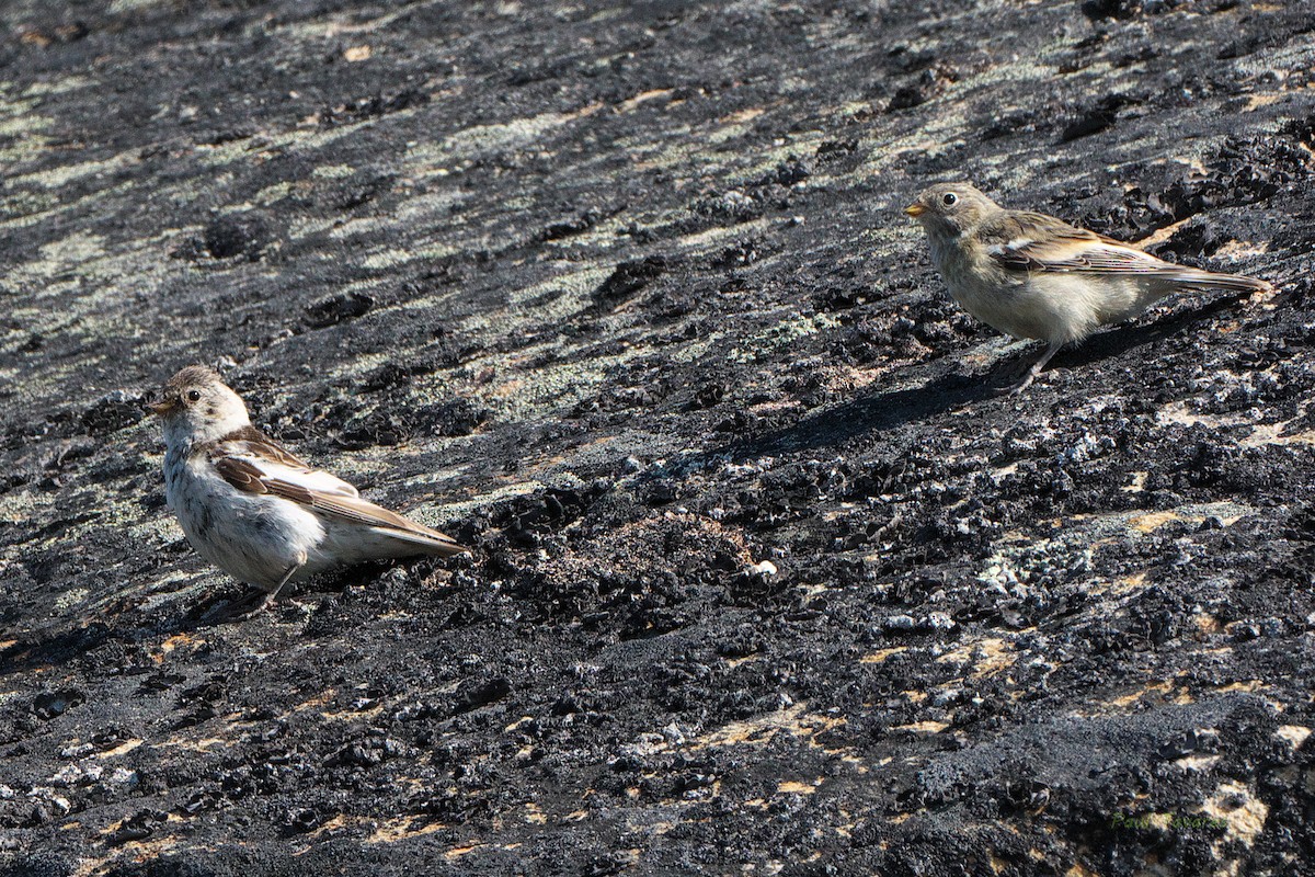 Snow Bunting - ML472329281