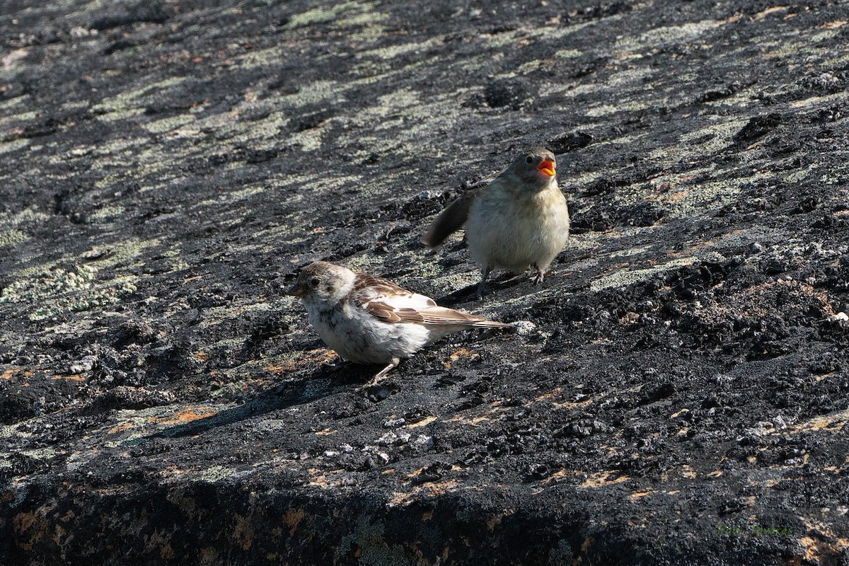 Snow Bunting - ML472329301