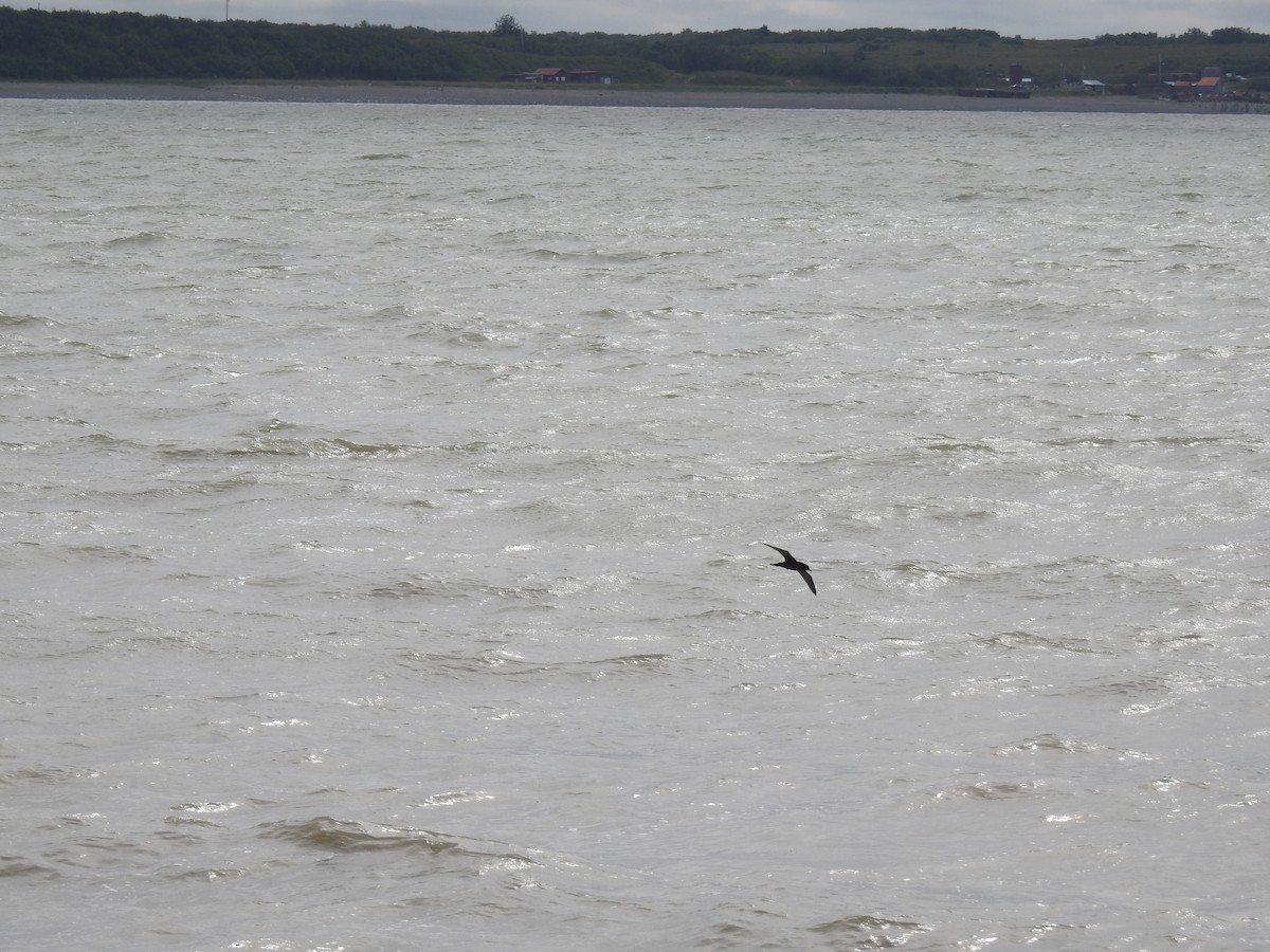 Sooty/Short-tailed Shearwater - ML472330191