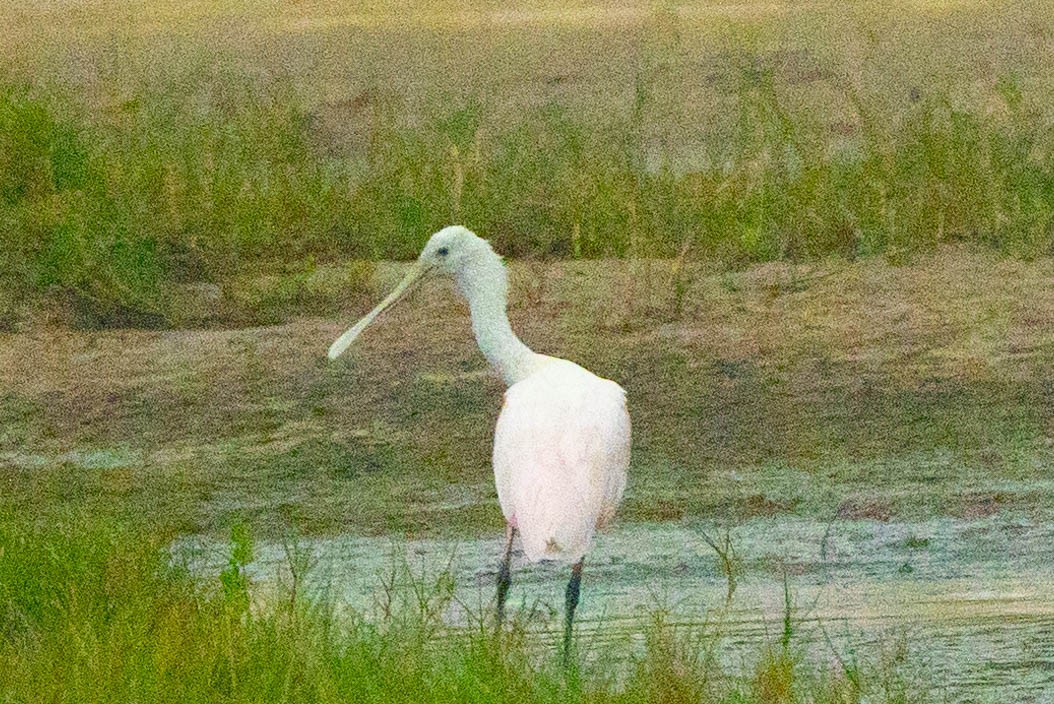 Roseate Spoonbill - ML472330651