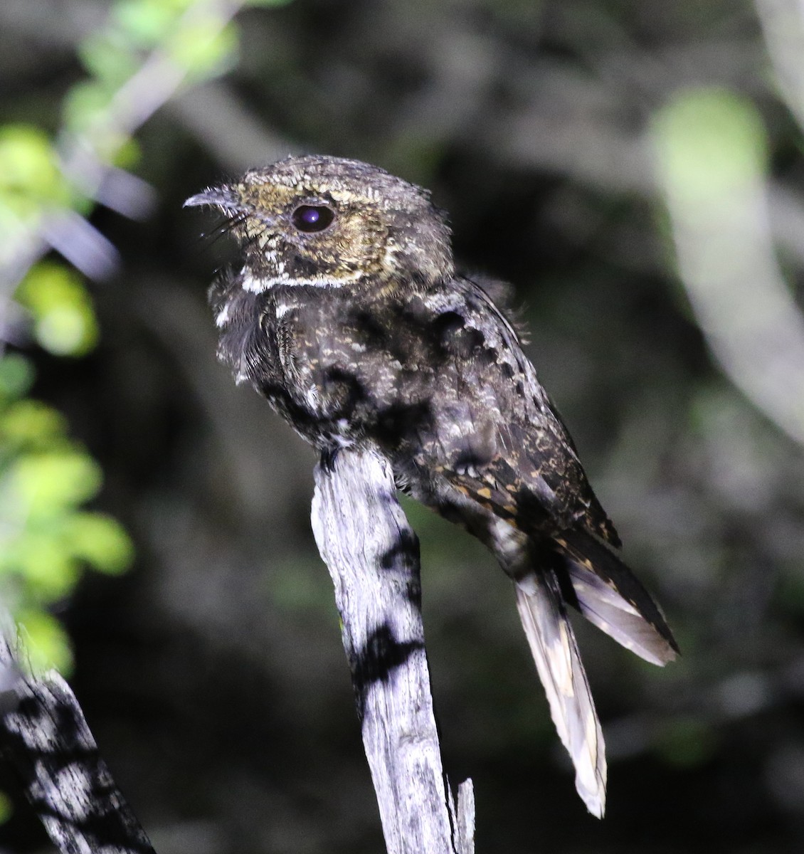 Tawny-collared Nightjar - ML472330851