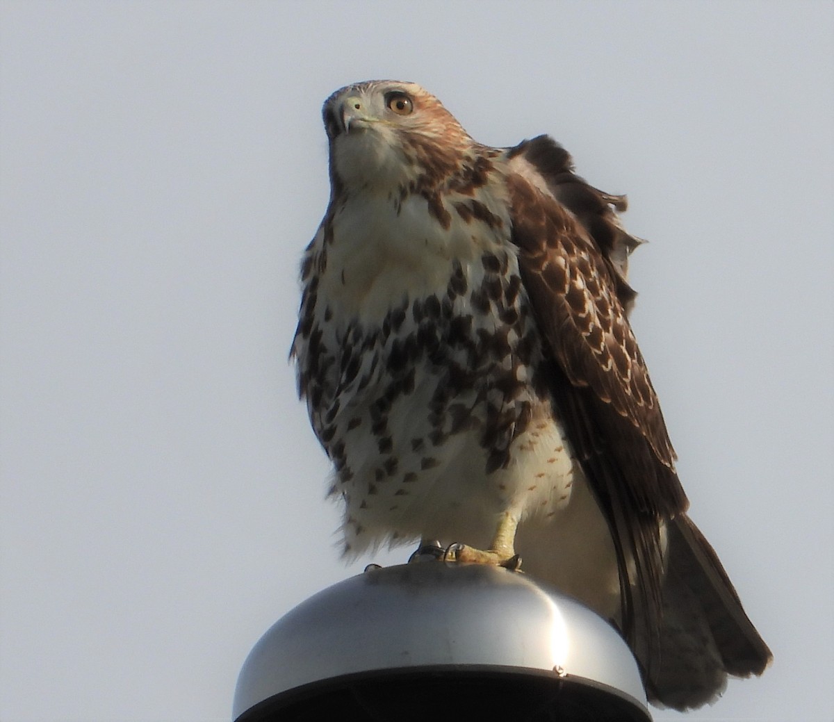 Red-tailed Hawk - ML472330921
