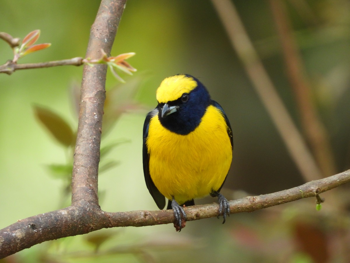 Yellow-crowned Euphonia - Jose Bolaños