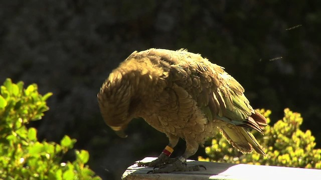 Kea - ML472335